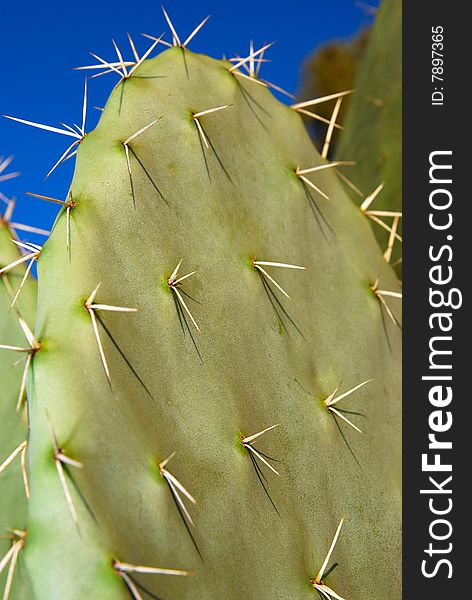 Tsabar green cactus with sharp thorns in the sunset