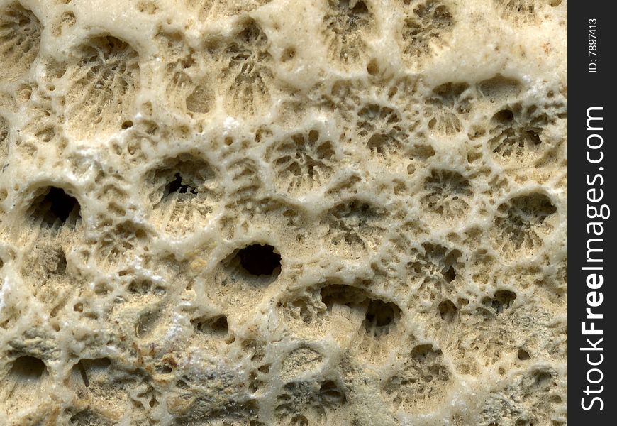 Textured surface of light colored fossilized rock