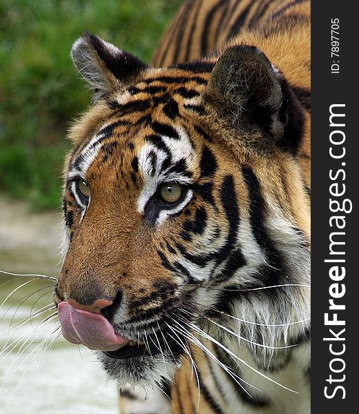 Siberian Tiger (Panthera Tigris Altaica)Licking his Lips