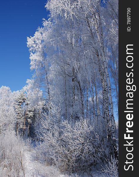 Trees under the snow in the forest.