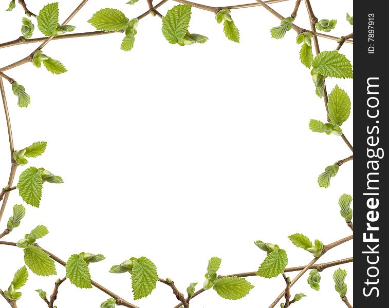 Green petals frame over white background.