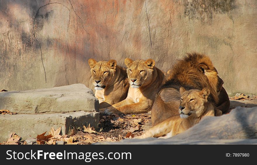 African lion family in shanghai zoo.