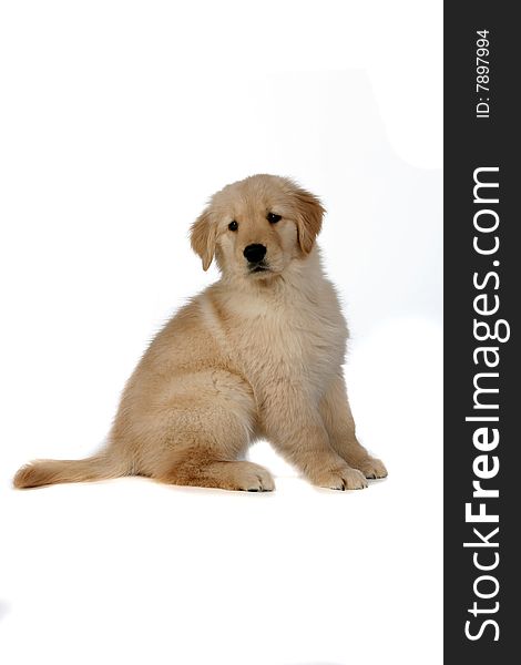 Cute golden retreiver puppy sitting