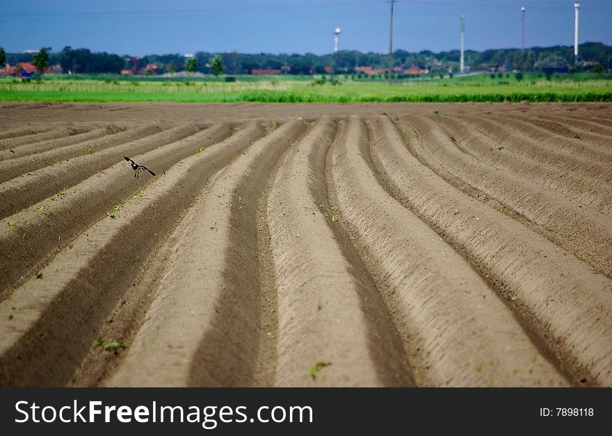 Lapwing potato field