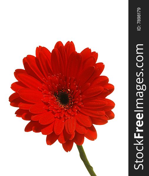 Red Gerbera Isolated On White
