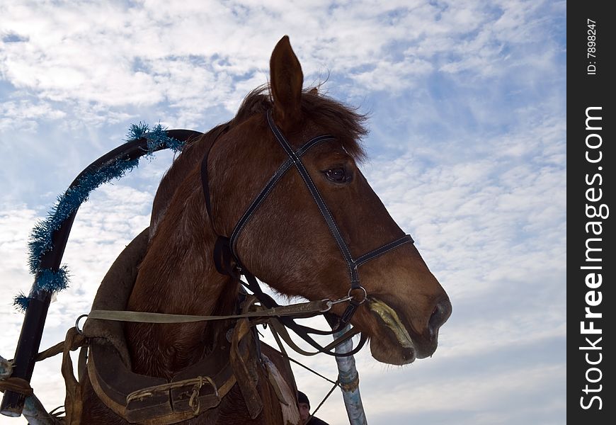 Harnessed horse on sky background