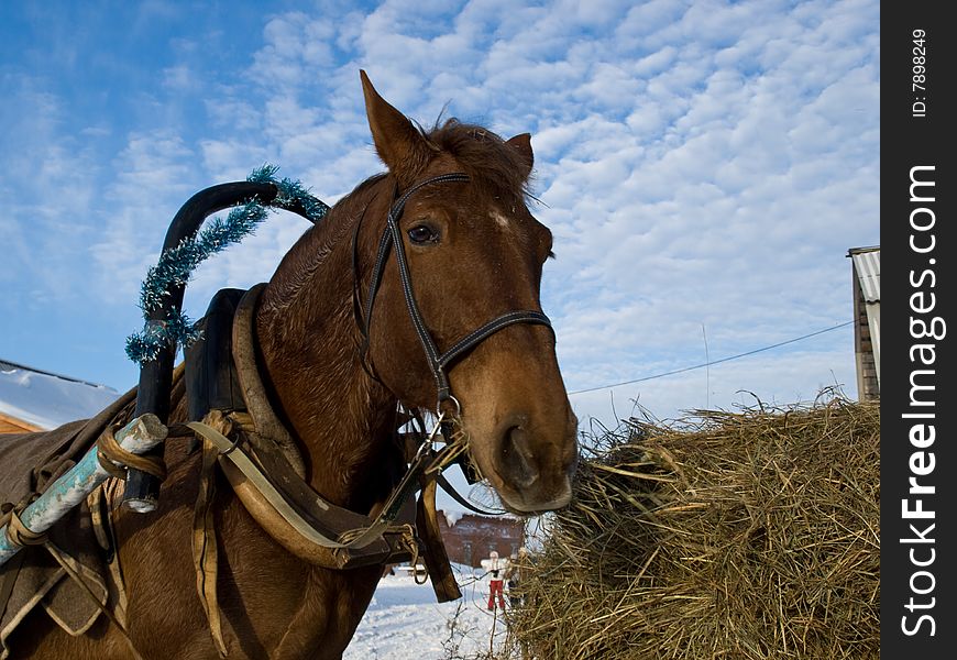 Harnessed horse on sky background