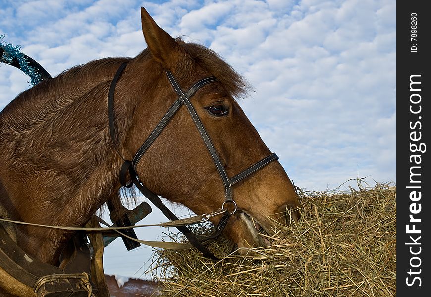 Harnessed horse on sky background