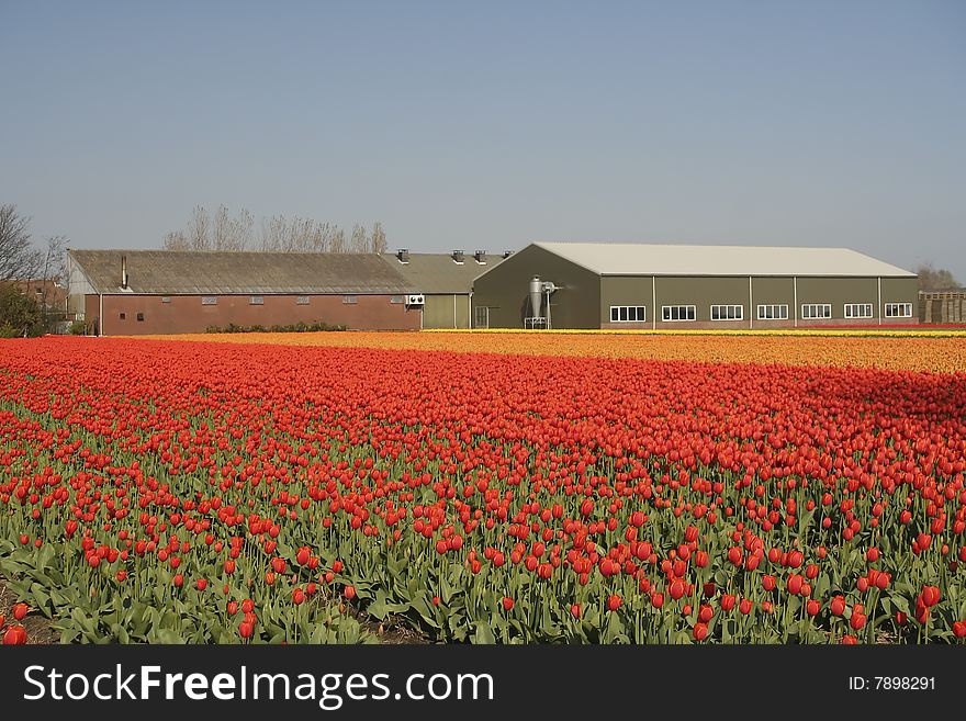 Tulip field field (bulb field) with red and orange tulips in a farm.