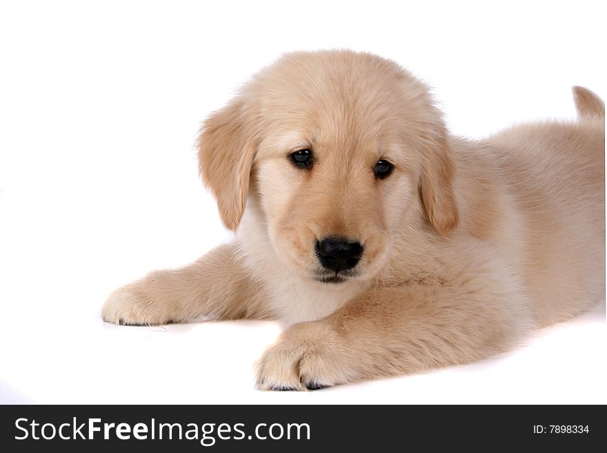 Cute Puppy Lying On It S Belly With Head Turned