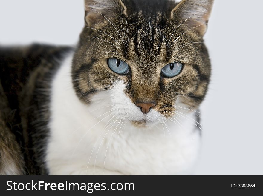 Portrait of a brown-white cat with blue eyes looking directly into the camera. Isolated on white. Portrait of a brown-white cat with blue eyes looking directly into the camera. Isolated on white.