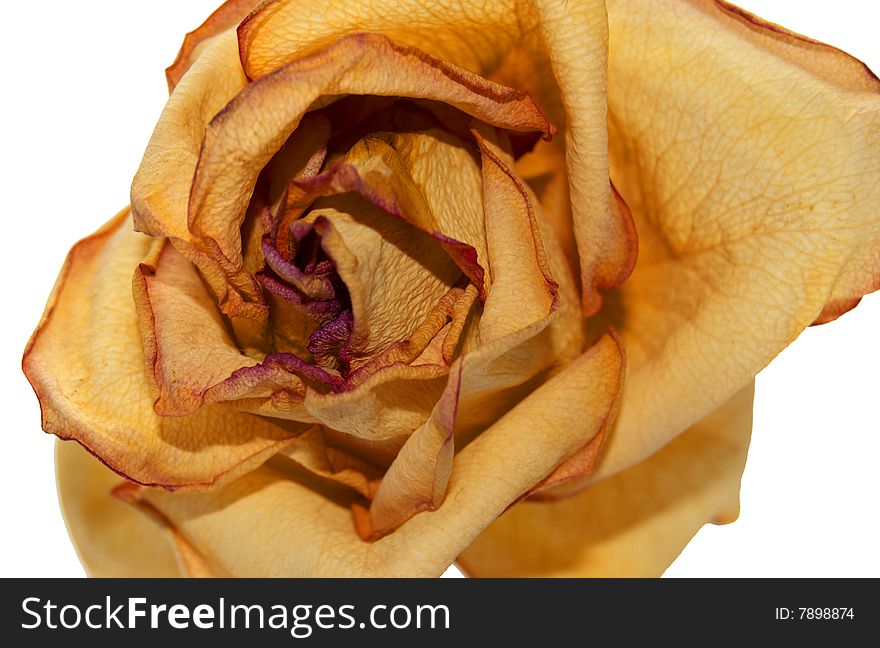 Macro yellow rose on a white background.