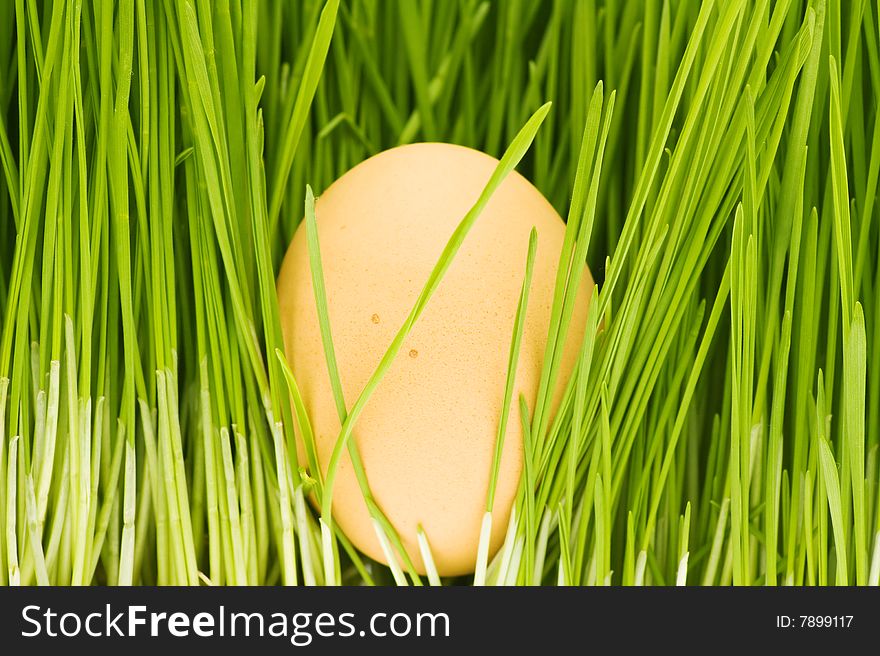 Chicken eggs, grass