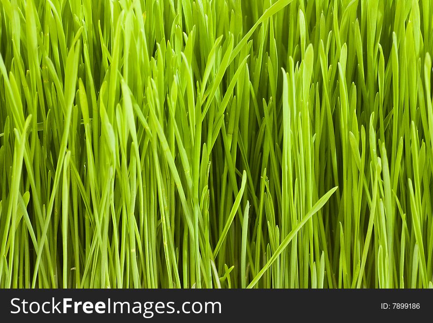 Green grass background macro nature