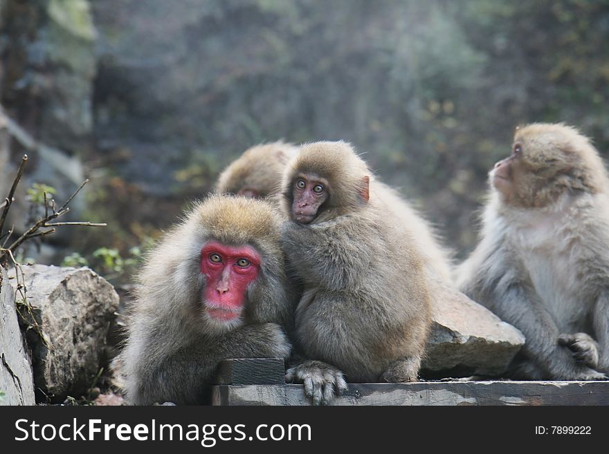 A family of Japanese Macacques is relaxing infront of an onsen dedicated to monkeys. This picture was taken in Jigokudani, Nagano prefecture Japan. A family of Japanese Macacques is relaxing infront of an onsen dedicated to monkeys. This picture was taken in Jigokudani, Nagano prefecture Japan.