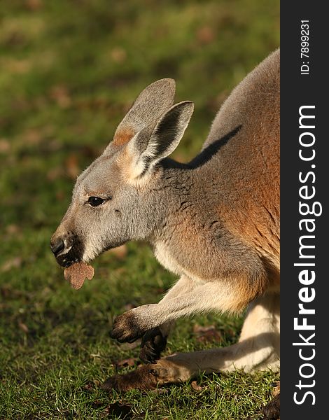 Animals: Little kangaroo eating leaf