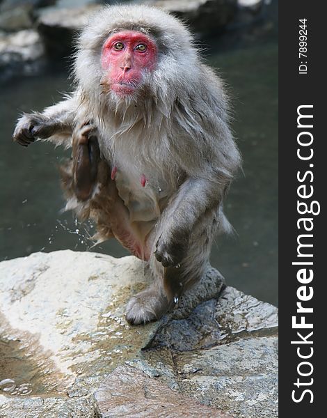 A female japanese macaque just left the hot springs and is scratching herself. This picture was taken in Jigokudani, Nagano Prefecture. A female japanese macaque just left the hot springs and is scratching herself. This picture was taken in Jigokudani, Nagano Prefecture.