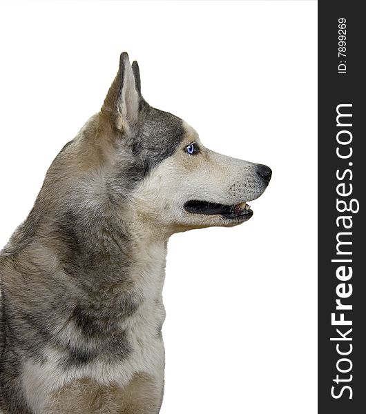 Siberian husky dog isolated on a white background