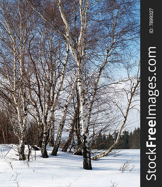 Birch Trees In Winter