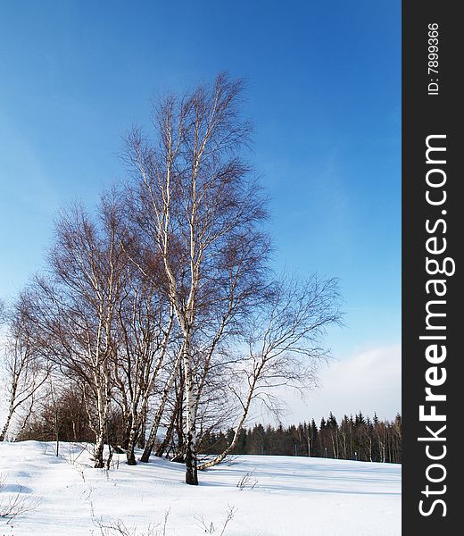 Group of birch trees in winter