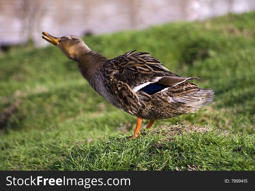 Female Mallad shaking off wather. Female Mallad shaking off wather