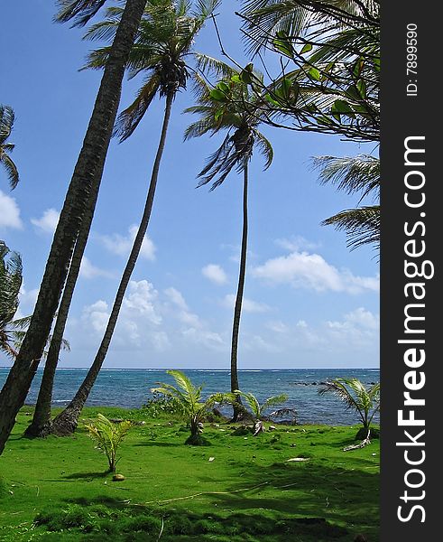 A tropical palm beach covered with gras. A tropical palm beach covered with gras