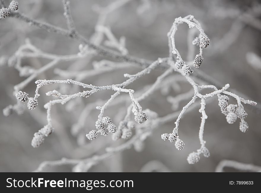 Frost Encased Berries