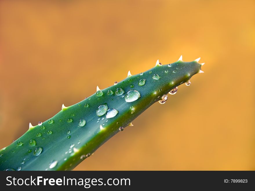 Aloe Leaves With Fresh Water Drops , Isolated On White.