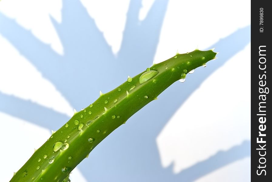 Aloe Leaves With Fresh Water Drops , Isolated On White.