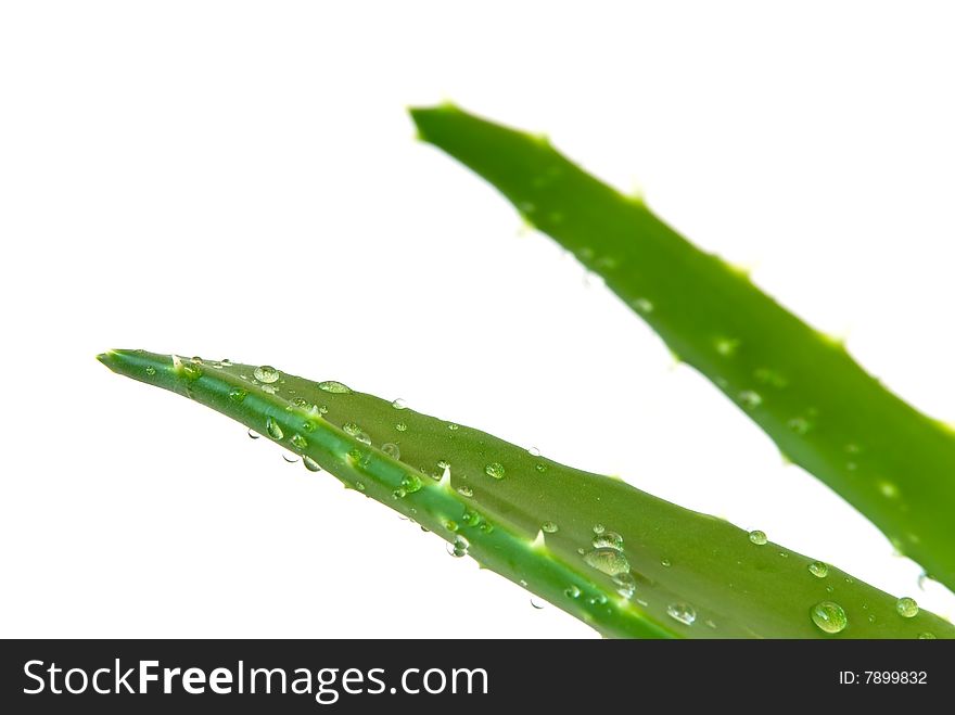 Aloe Leaves With Fresh Water Drops , Isolated On W