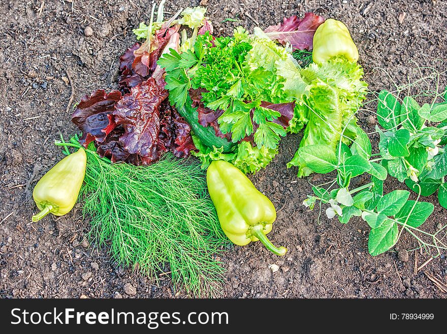 Pepper, green and red lettuce, peas, parsley, dill lying on the ground closeup. Pepper, green and red lettuce, peas, parsley, dill lying on the ground closeup