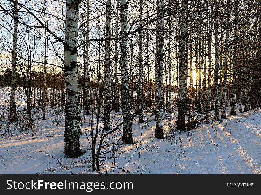 Nice Sunset In A Winter Day