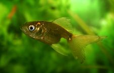Gold Fish In An Aquarium Stock Images Gold Fish In An Aquarium Stock Images