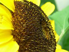 Sun Flower Royalty Free Stock Images Sun Flower Royalty Free Stock Images