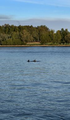 Swan River Dolphins Stock Photography Swan River Dolphins Stock Photography