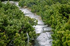 Path Between Conifers Stock Photos Path Between Conifers Stock Photos