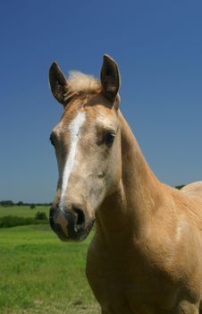 Palomino Colt Stock Images Palomino Colt Stock Images