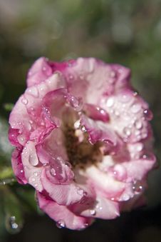 Water On Rose Royalty Free Stock Photography Water On Rose Royalty Free Stock Photography