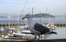 Sea Gull Stock Photos