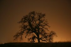 Tree And Sunset Silhouette Stock Image