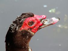 Red Head Duck Stock Photos