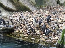 Penguins Royalty Free Stock Image