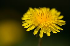 Dandelion Bloom Stock Images Dandelion Bloom Stock Images