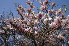 Magnolia Stock Photo Magnolia Stock Photo