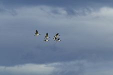 Canadian Geese Fly – Storm Royalty Free Stock Image