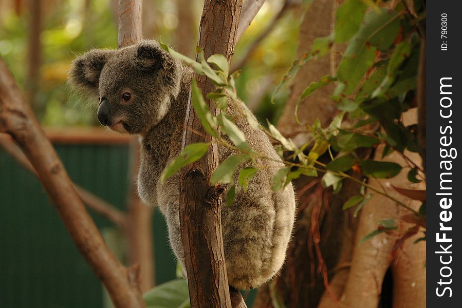 Young Koala Bear