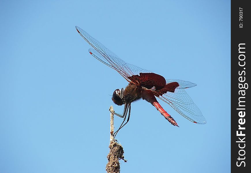 Red dragonfly perched on a cattail