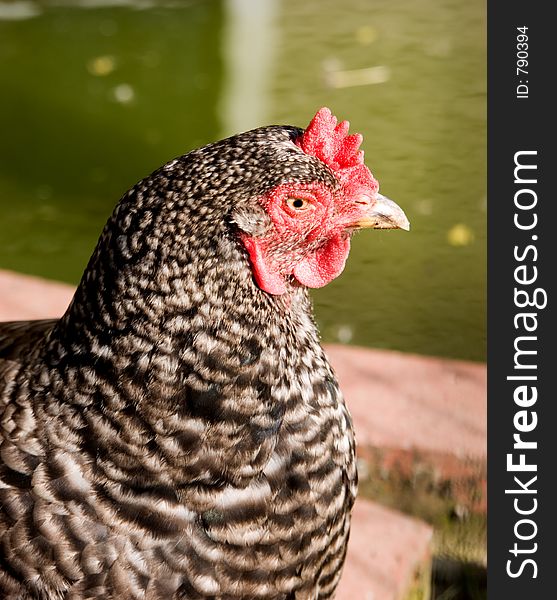 A red combed cock gives one the eye. A red combed cock gives one the eye.