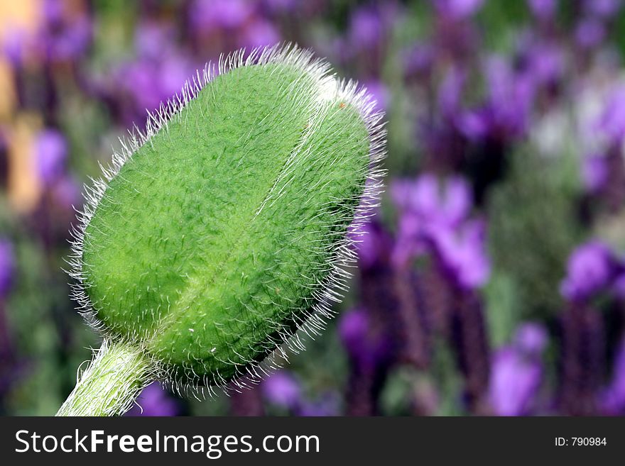 A poppy bud against a purple background of lavender flowers.
