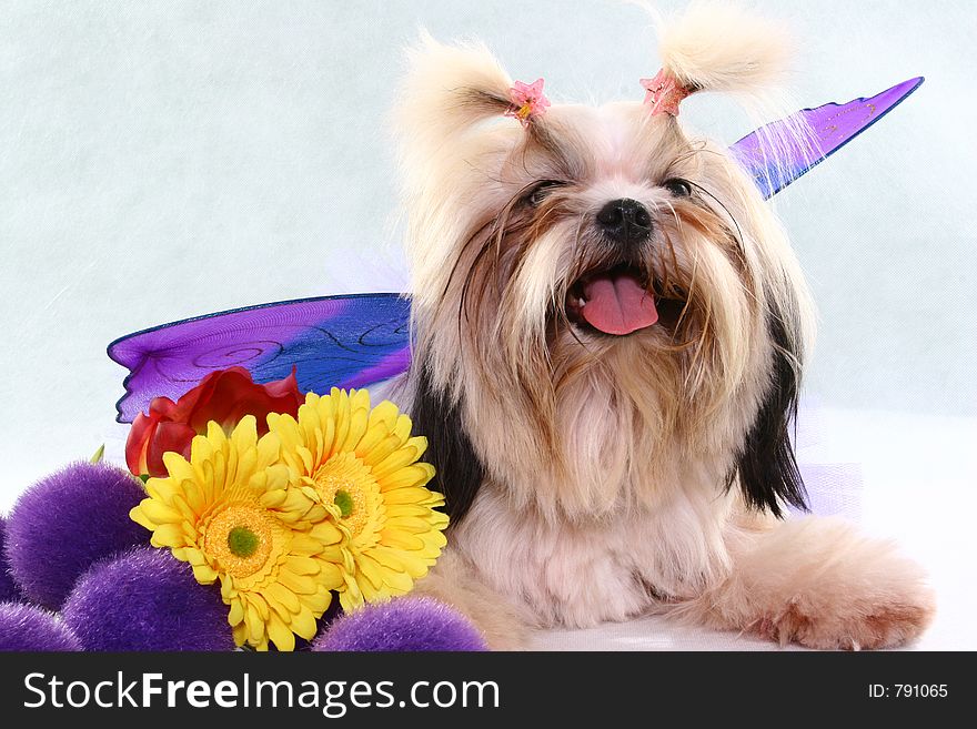 A posing shih-tzu with flowers